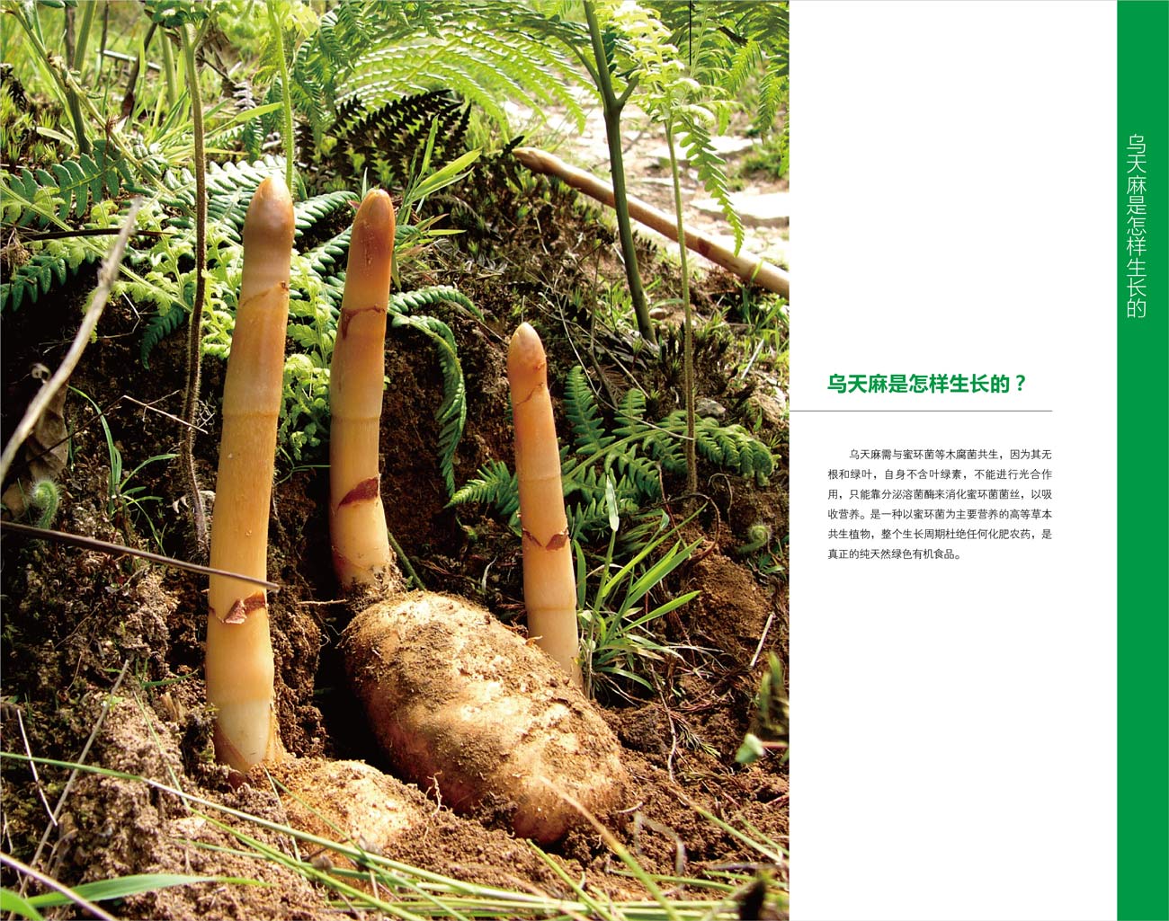 乌蒙健尔中药饮片公司的天麻宣传画册设计欣赏